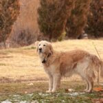 Pourquoi choisir un Golden retriever comme chien de compagnie