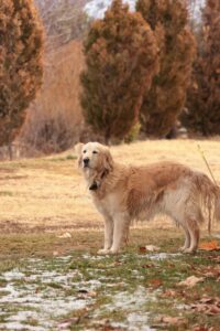 Pourquoi choisir un Golden retriever comme chien de compagnie