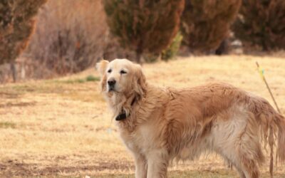 Pourquoi choisir un Golden retriever comme chien de compagnie