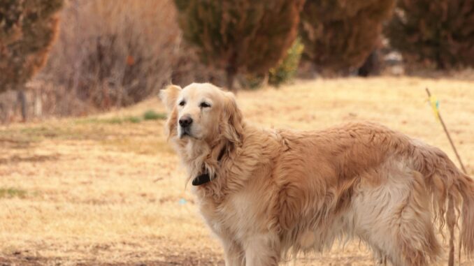 Pourquoi choisir un Golden retriever comme chien de compagnie