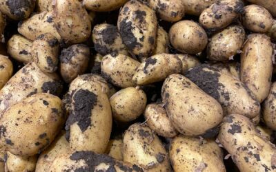 Avantage de disposer d'une motteuse pour votre potager