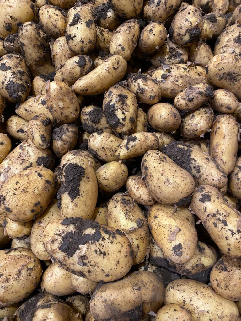 Avantage de disposer d'une motteuse pour votre potager
