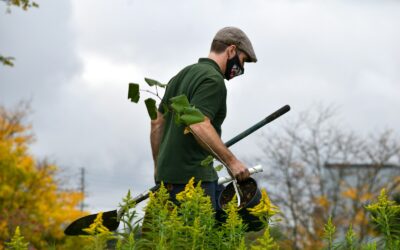Devenir artiste paysagiste : un parcours entre créativité et nature