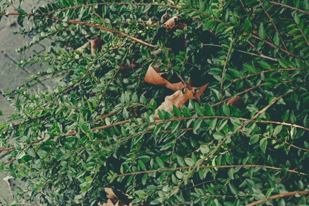 Tout savoir sur la dératisation, destruction de guêpes, frelons et autres insectes