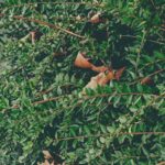 Tout savoir sur la dératisation, destruction de guêpes, frelons et autres insectes