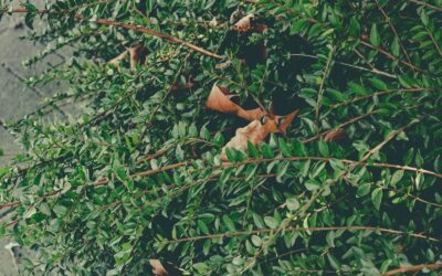 Tout savoir sur la dératisation, destruction de guêpes, frelons et autres insectes