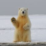 Interpréter les cris des animaux : déchiffrer leur langage