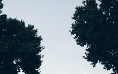 cc-captieux-grignols.fr : un regroupement de 17 communes en Gironde au service du territoire