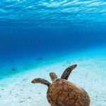 découvrez la beauté et la sérénité de la mer, un univers infini propice à la détente, à l'aventure et à la découverte.