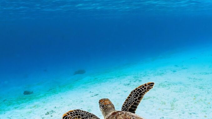 découvrez la beauté et la sérénité de la mer, un univers infini propice à la détente, à l'aventure et à la découverte.